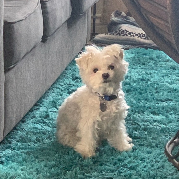 Meet your Posher, Nichole - Picture 8 of 8